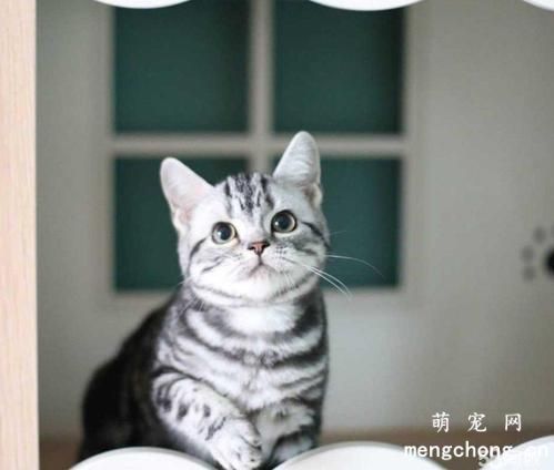 猫咪咬疼主人自己知道吗