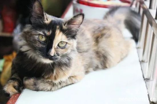 猫咪咬耳朵是什么意思