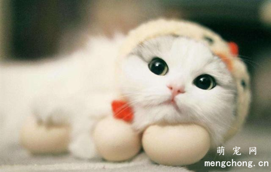 猫咪咬脚是为什么