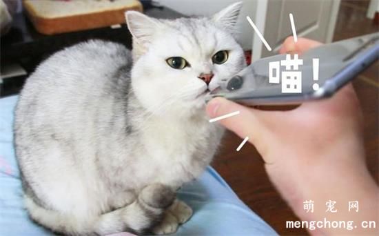 猫咪哈气是什么意思？