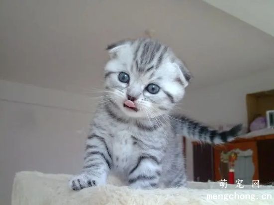 猫咪喜欢经常吃肉对健康好吗？