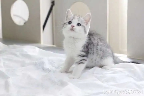 猫咪喝水前用爪子刨地