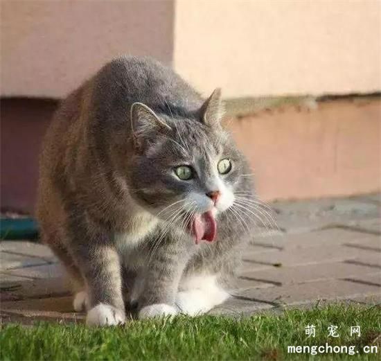 猫咪嗓子哑了叫不出声音怎么办？