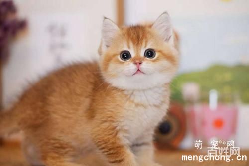 猫咪嘴唇红肿怎么回事