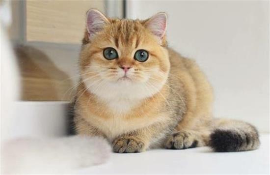 猫咪嘴巴上有黑东西是怎么了？