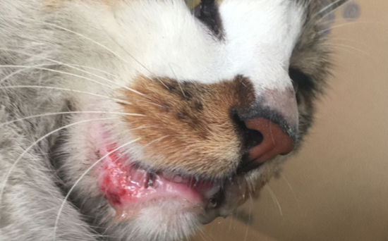 猫咪嘴巴外面烂了怎么办