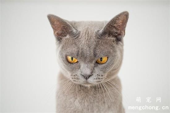 猫咪嘴臭怎么解决方法