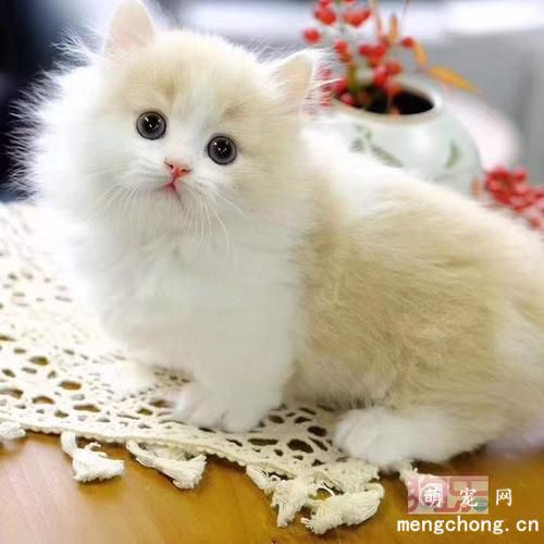 猫嘴臭是什么原因