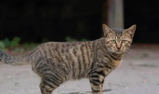 猫咪在床上拉屎的原因