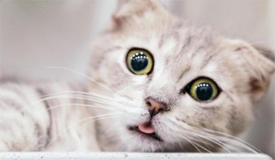 猫咪坐车可以不放在笼子里吗