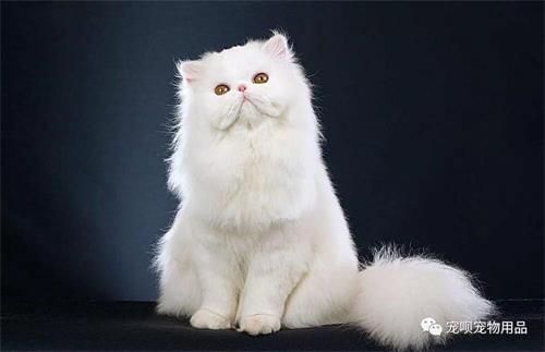 猫咪夏天感冒怎么回事
