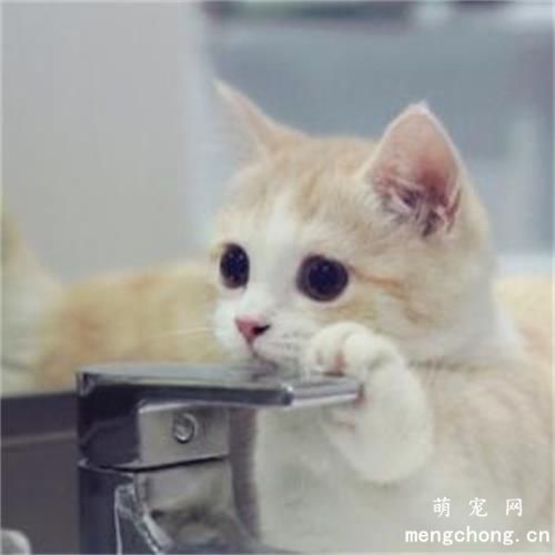 猫咪夏天掉毛什么时候结束?
