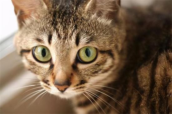 猫咪多大可以驱虫 猫咪驱虫时间介绍
