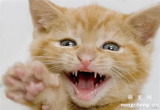 猫咪多大换牙？