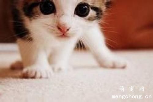 猫咪多少岁算成年呢？