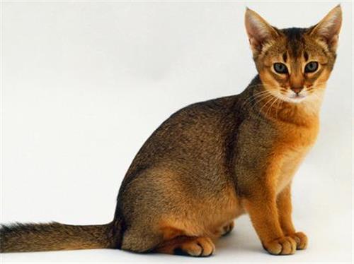 猫咪多少斤算肥胖
