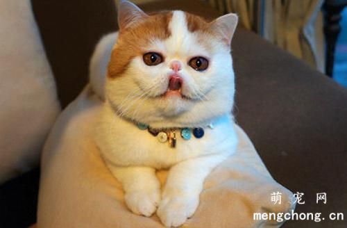 猫咪多长时间洗澡一次？