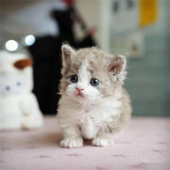 猫咪大便正常但是带血