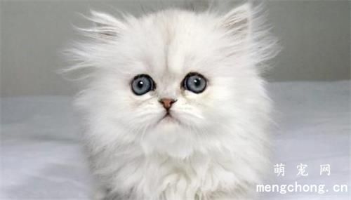猫咪大喘气是怎么回事