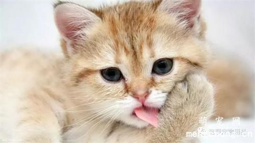 猫咪太凶了怎么驯化?
