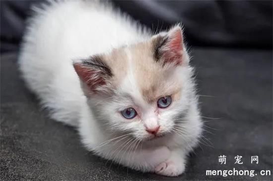 猫咪太活泼了怎样调教?