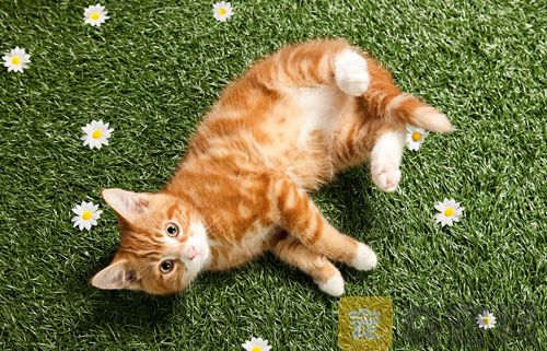 猫咪太热了怎么降温？