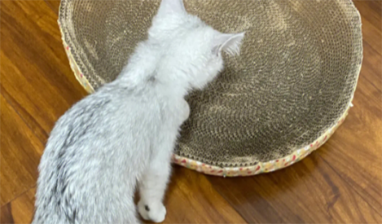 猫咪太瘦了怎么增肥？
