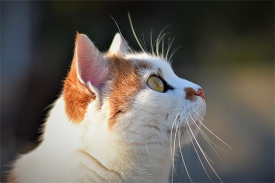 猫咪头上突然掉了一块毛是怎么回事