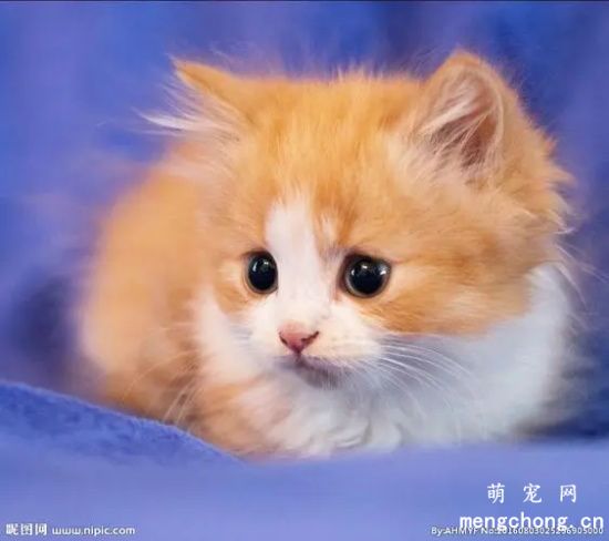 猫咪奶粉的常识，你了解吗？