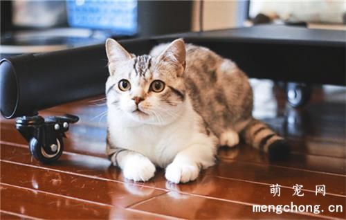 猫咪如何吐毛球？猫咪如何吐毛球进食