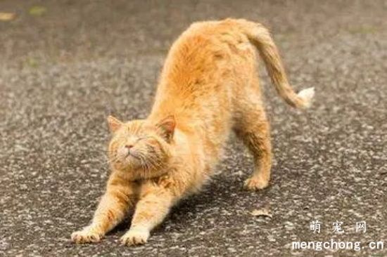 猫咪对着主人伸懒腰是什么意思？