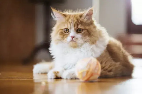 猫咪尾巴皮脂过剩，总是鼓包是什么原因？