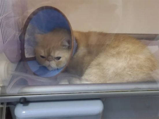 猫咪尿味道大是为什么