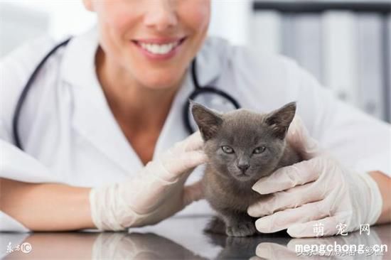 猫咪尿床怎么回事？