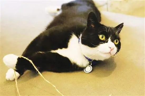 猫咪尿结石的症状 别等到猫咪死了才发现