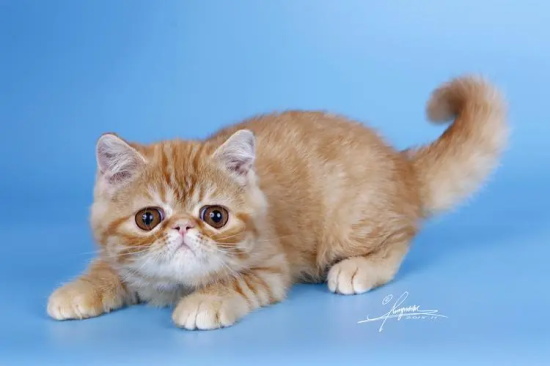猫咪尿路结石怎么治疗 是什么引起猫咪尿路结石