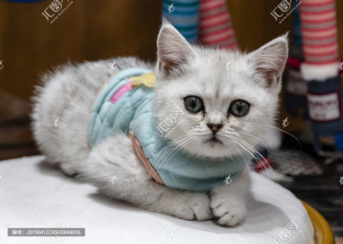 猫咪尿路结石的原因和治疗