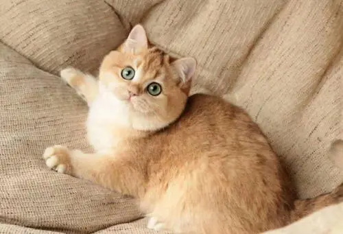 猫咪尿闭的治疗方法