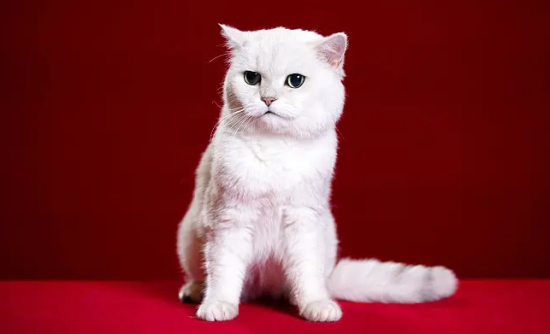 猫咪屁股发出腥臭味