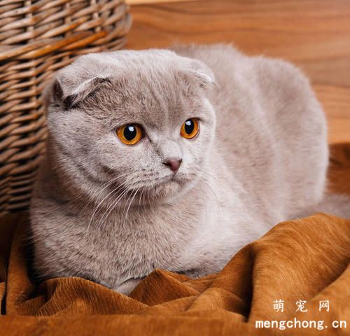 猫咪常常吐猫粮是怎么回事