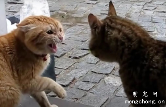 猫咪常打架互踹，就是关系不好，水火不容？