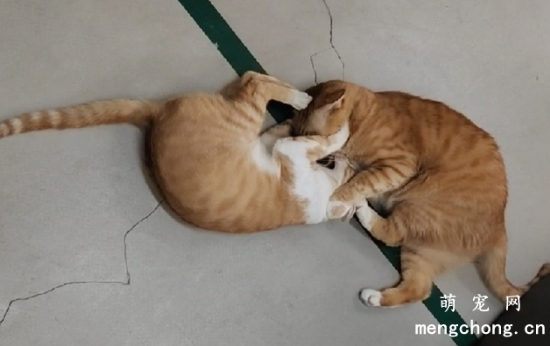 猫咪常打架互踹，就是关系不好，水火不容？