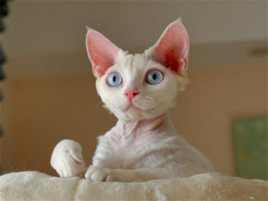 猫咪常见口腔疾病症状及治疗方法