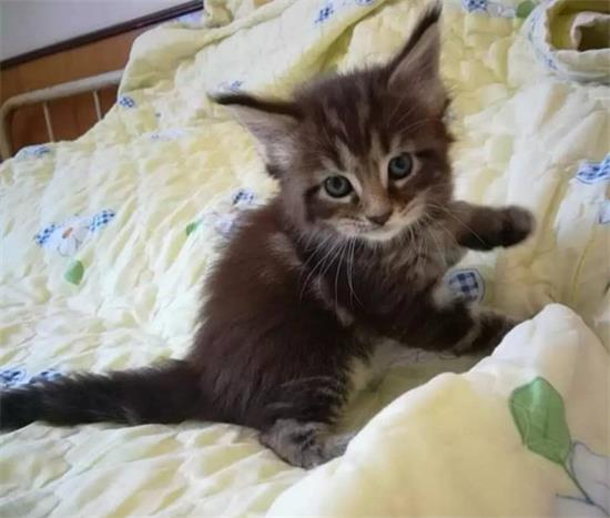 猫咪常见的腹泻原因 猫猫腹泻该怎么办
