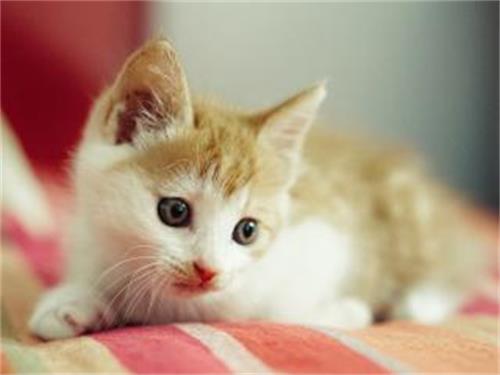 猫咪干呕是什么原因 猫咪干呕原因总结