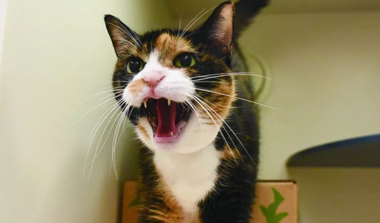 猫咪应激反应是什么样子