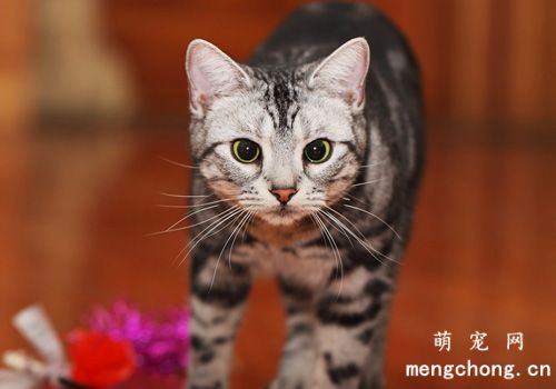 猫咪应该去趾吗？猫的爪子有什么作用