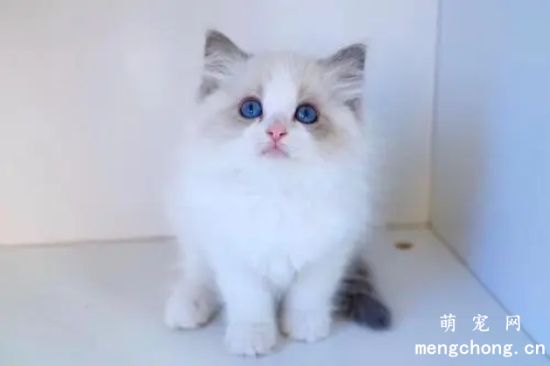 猫咪应该去趾吗？猫的爪子有什么作用