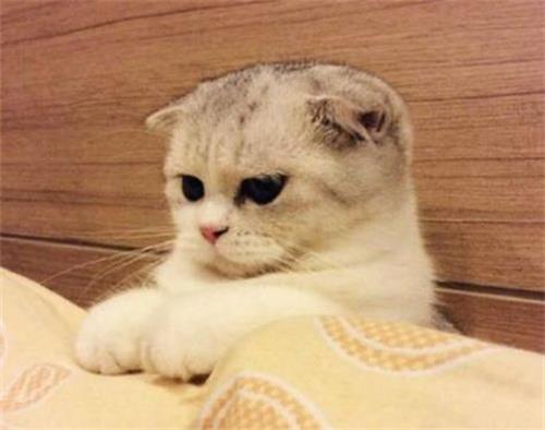 猫咪开胃的食物有哪些?
