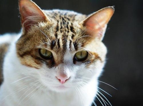 猫咪异位性皮炎怎么治